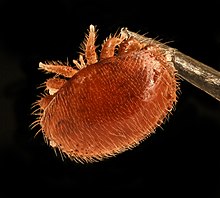 The Menace of Varroa Mites in Beekeeping