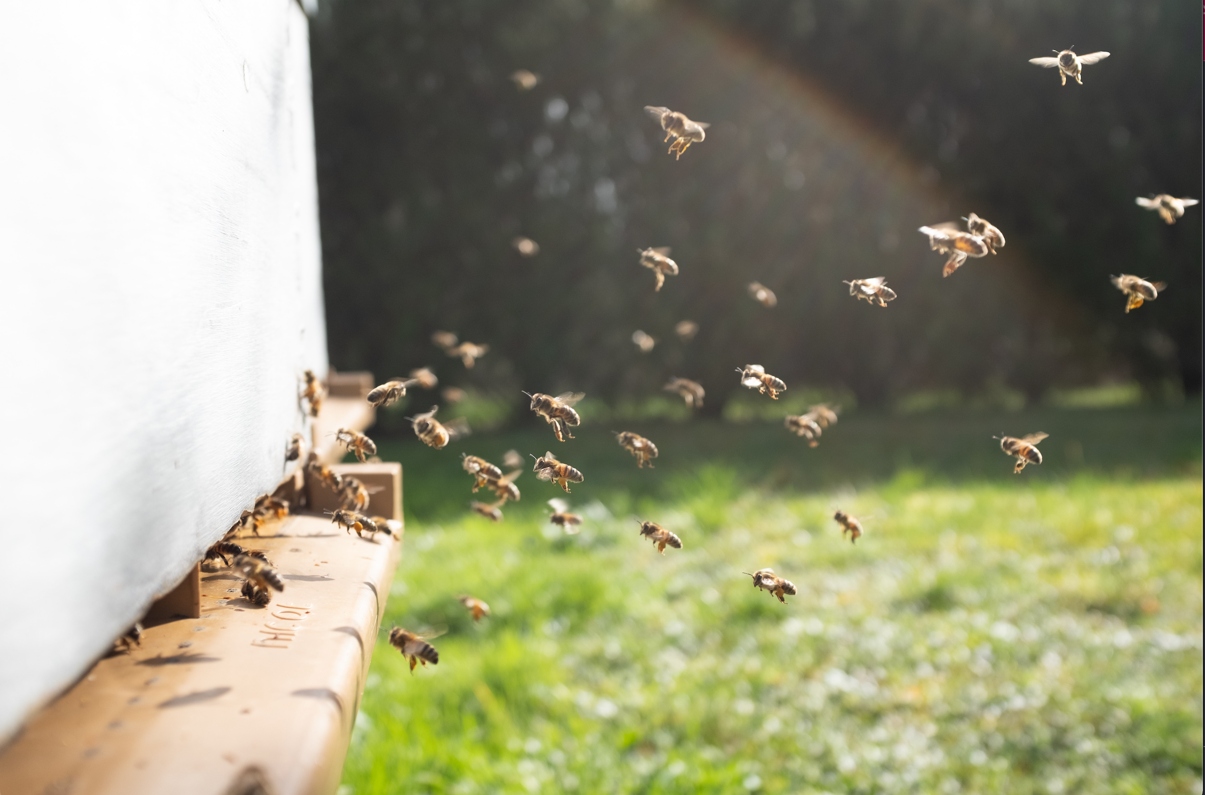 The Buzzing World of Beekeeping: A Deep Dive into Nature, Sustainability, and Community Enrichment