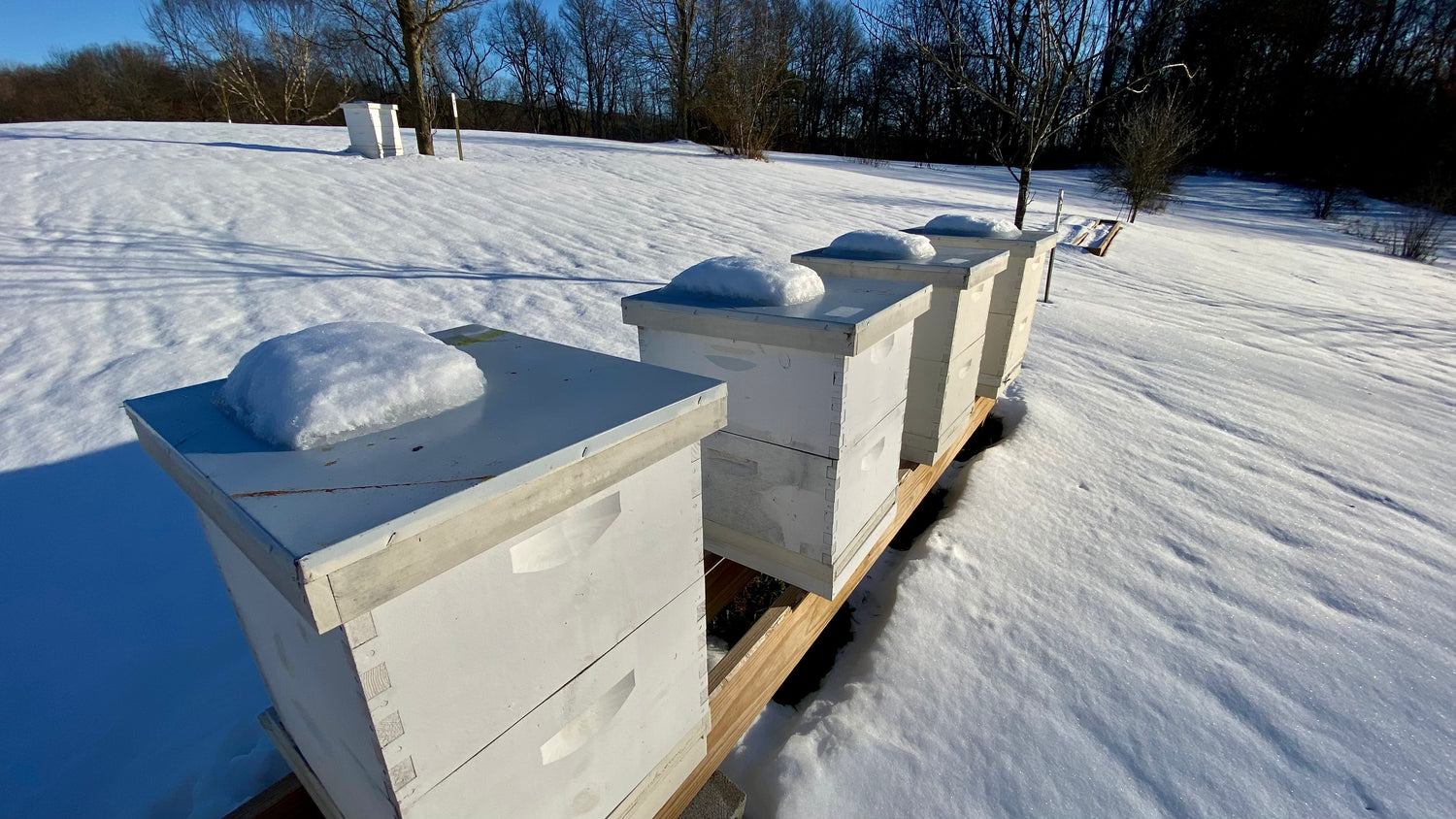 48% Percent of bees froze this last winter