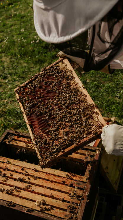 Picture of a man in a bee suit holding a drawn out frame with bees on it.