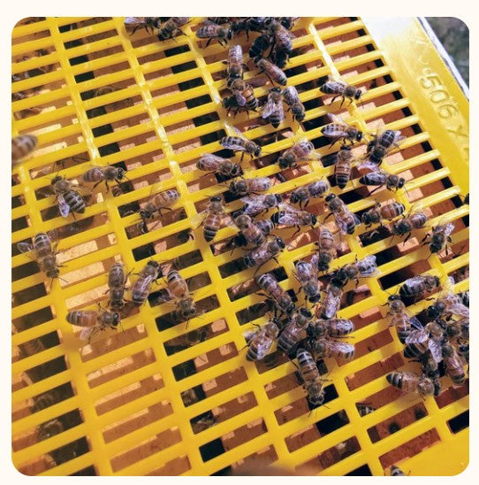 Close up of bees on a plastic queen excluder.