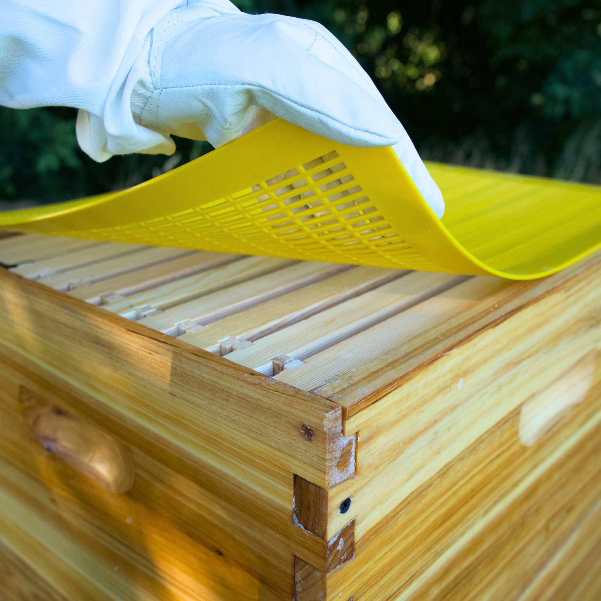 A man wearing a leather beekeeping glove bends back a plastic queen excluder to demonstrate what it looks like installed.